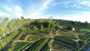 Licht op Drachten: The Biggest Little Farm