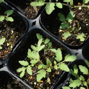 KidsGarage: bouw je eigen mini moestuin 7+