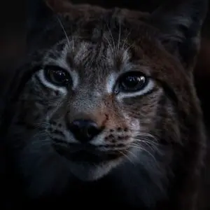 Whispers in the Wood